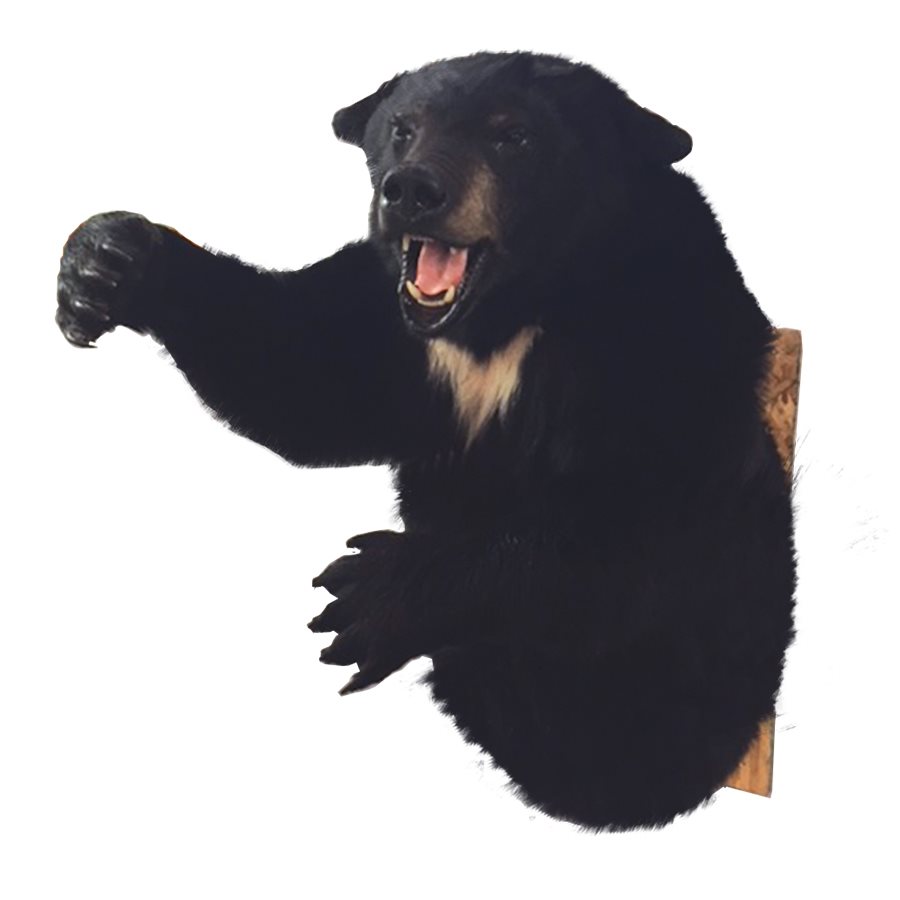 Black Bear 3/4 Shoulder Mount