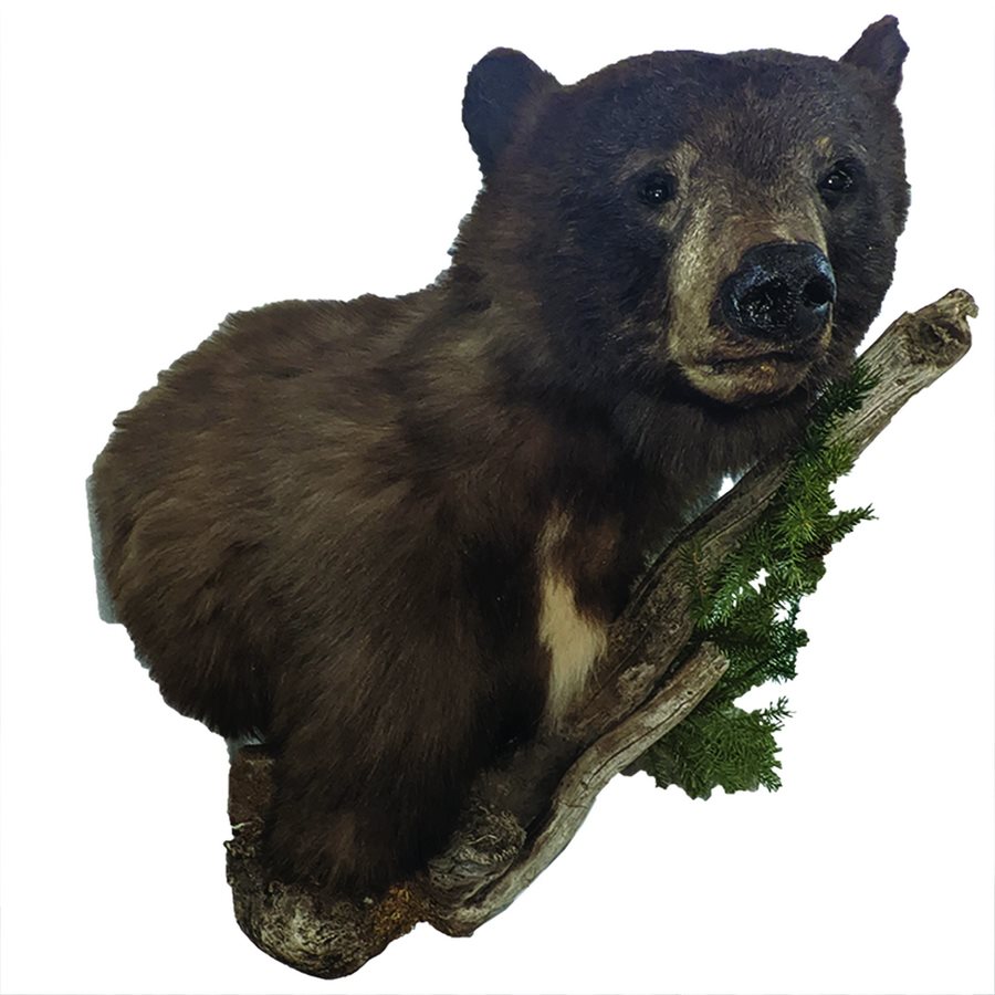 BROWN BEAR SHOULDER MOUNT
