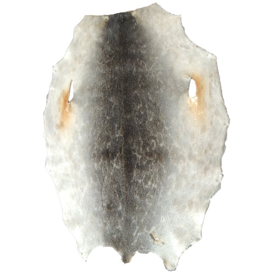 Seal Skins Natural