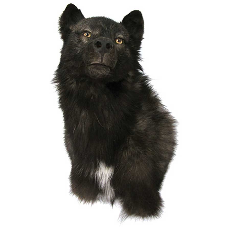 Timber Wolf - Head Mount