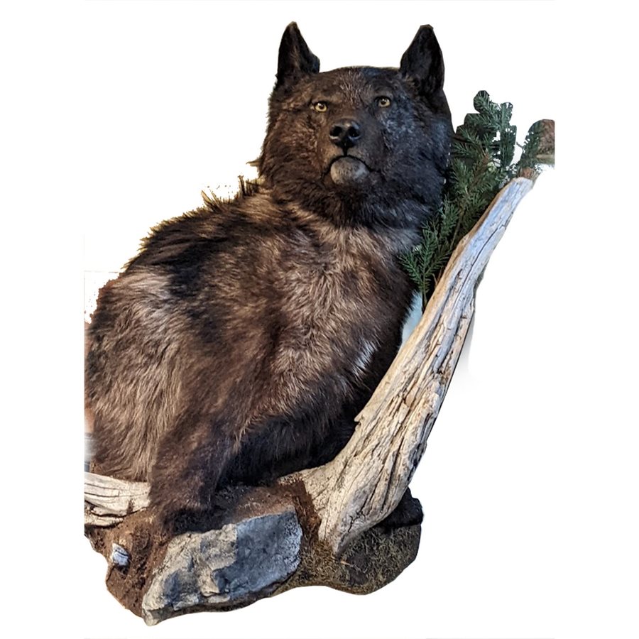 Wolf Shoulder Mount