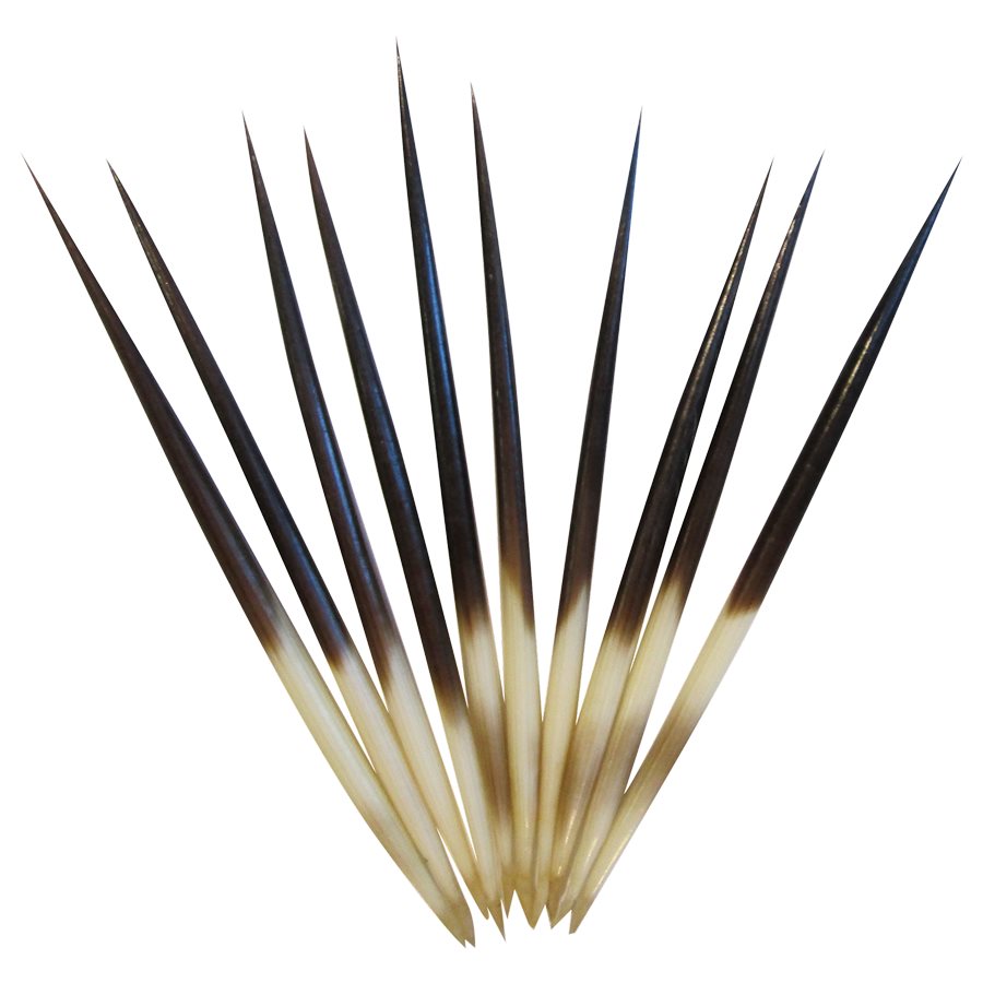 African Porcupine Quills (10 Pieces)