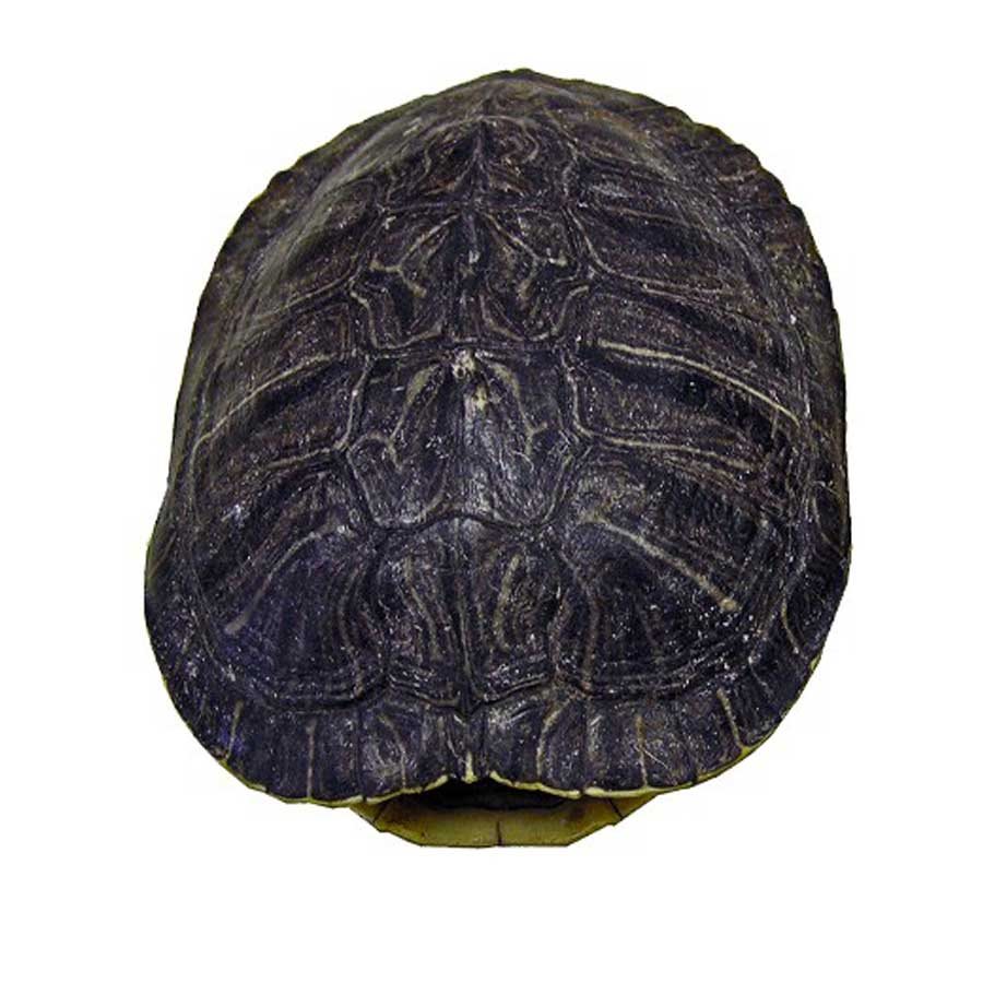 Turtle Shells (4" 6")